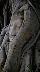 Fototapeta na wymiar Buddha head in banyan tree roots t at Wat Mahathat, Ayutthaya.