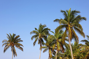 Coconut palm trees on blue sky background. Tropical beach, paradise nature