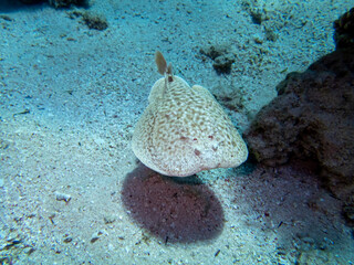 Torpedo marmorata or Marbled electric ray on the bottom of a coral reef in the Red Sea