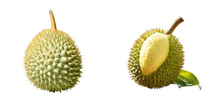 Isolated mon thong durian on a transparent background