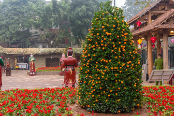 A lucky kumquat tree in a garden in Hanoi, Vietnam to celebrate the Chinese New Year.