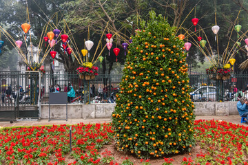 A lucky kumquat tree in a garden in Hanoi, Vietnam to celebrate the Chinese New Year. - obrazy, fototapety, plakaty