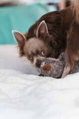 Lilac cute longhair chiwawa - closeup photography