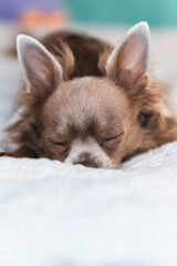Lilac cute longhair chiwawa - closeup photography