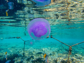 Jellyfish next to a coral reef in the Red Sea