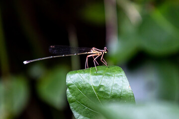 dragonfly on leaf