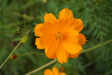 Flor naranja macro con pétalos perfectos y polen