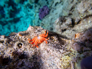 A dead red crab lies on a coral reef in the Red Sea