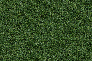 Green Wall & Plants Textures - Backgrounds