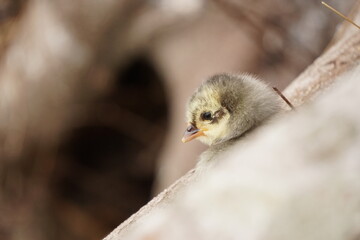 Pollito joven despreocupado observando el entorno con tranquilidad