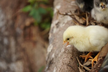 Pollito pidiendo ayuda de su madre gritándola con el pico anaranjado