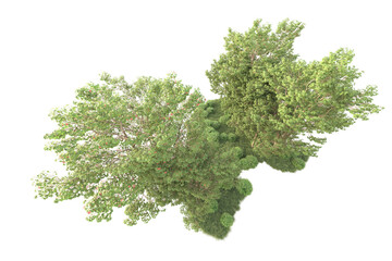 Fototapeta premium Realistic forest isolated on transparent background. 3d rendering - illustration