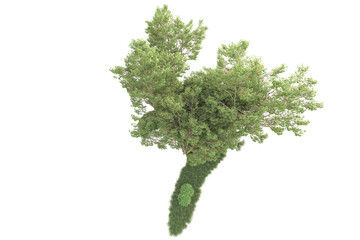 Obraz premium Realistic forest isolated on transparent background. 3d rendering - illustration