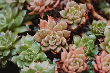 assorted succulent plants close up