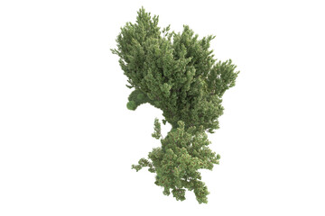 Fototapeta premium Realistic forest isolated on transparent background. 3d rendering - illustration