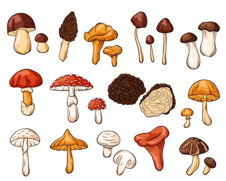 Edible and inedible mushrooms collection in cartoon style. Hand drawn forest plants drawings. Perfect for recipe, menu, label, icon, packaging. Fungus outlines set. Vector illustration isolated on a