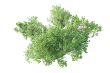 Obraz premium Realistic forest isolated on transparent background. 3d rendering - illustration