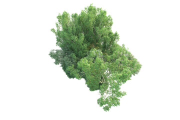 Fototapeta premium Realistic forest isolated on transparent background. 3d rendering - illustration