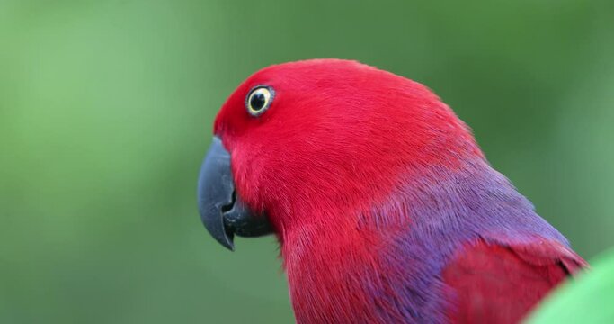 Moluccan eclectus, nuri bayan, eclectus rotatus, parrot, beautiful bird