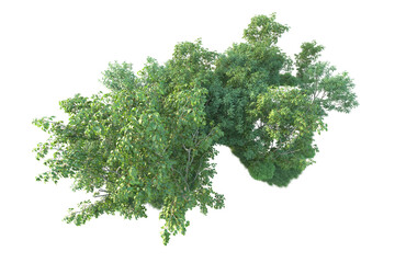 Fototapeta premium Realistic forest isolated on transparent background. 3d rendering - illustration