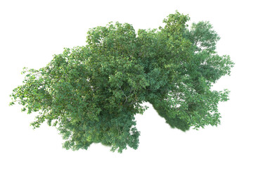 Obraz premium Realistic forest isolated on transparent background. 3d rendering - illustration