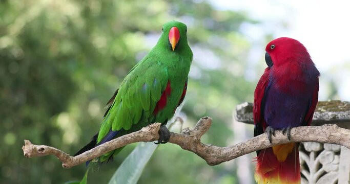 Moluccan eclectus, nuri bayan, eclectus rotatus, parrot, beautiful bird