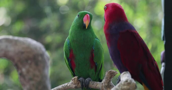 Moluccan eclectus, nuri bayan, eclectus rotatus, parrot, beautiful bird
