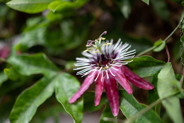 Exotic purple flower on green leaves background. Passion flower