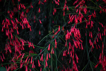 Red flowers background. Dark photo of firecracker. Summer nature wallpaper