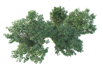 Realistic forest isolated on transparent background. 3d rendering - illustration
