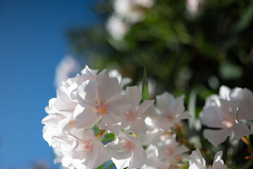 White flowers of oleander on green leaves and blue sky background on a sunny day