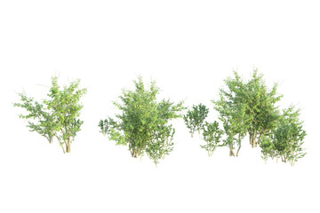 Obraz premium Realistic forest isolated on transparent background. 3d rendering - illustration