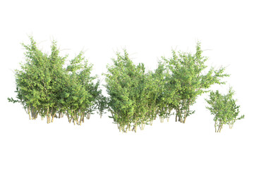 Realistic forest isolated on transparent background. 3d rendering - illustration