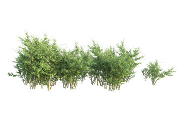 Realistic forest isolated on transparent background. 3d rendering - illustration