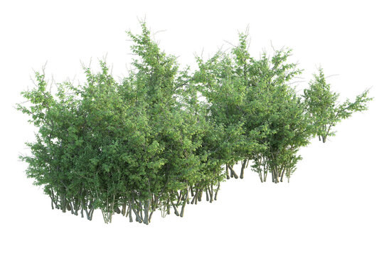 Realistic forest isolated on transparent background. 3d rendering - illustration