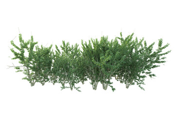 Realistic forest isolated on transparent background. 3d rendering - illustration