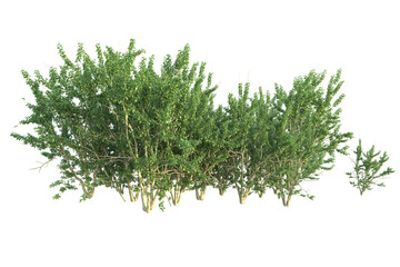 Realistic forest isolated on transparent background. 3d rendering - illustration