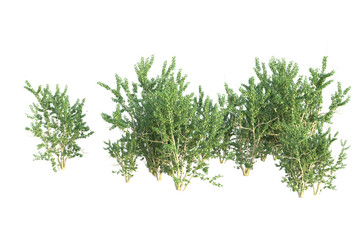 Realistic forest isolated on transparent background. 3d rendering - illustration