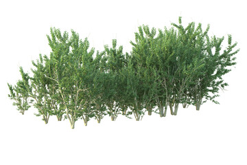 Realistic forest isolated on transparent background. 3d rendering - illustration