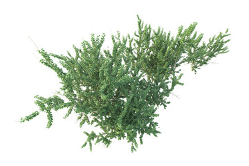 Realistic forest isolated on transparent background. 3d rendering - illustration