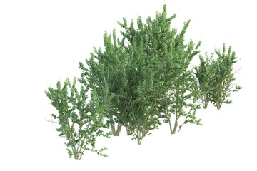 Realistic forest isolated on transparent background. 3d rendering - illustration