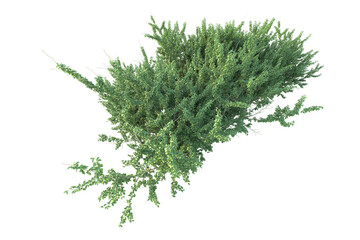 Realistic forest isolated on transparent background. 3d rendering - illustration