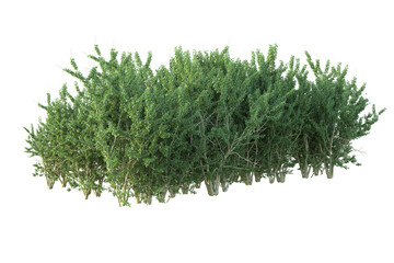 Realistic forest isolated on transparent background. 3d rendering - illustration