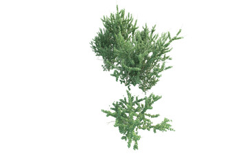 Realistic forest isolated on transparent background. 3d rendering - illustration