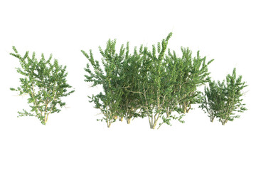 Realistic forest isolated on transparent background. 3d rendering - illustration