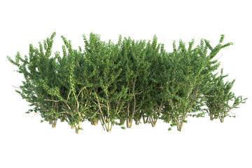 Realistic forest isolated on transparent background. 3d rendering - illustration