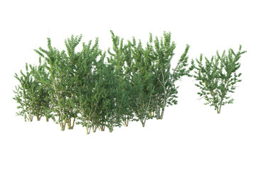 Realistic forest isolated on transparent background. 3d rendering - illustration