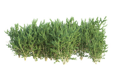 Realistic forest isolated on transparent background. 3d rendering - illustration