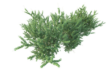 Realistic forest isolated on transparent background. 3d rendering - illustration