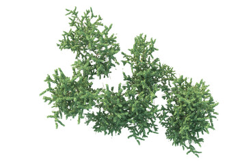 Realistic forest isolated on transparent background. 3d rendering - illustration